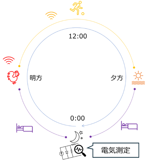SSoTの一日の動きを示した図。夜間に電気測定を行う